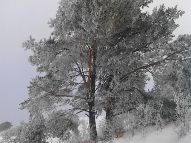 Chata Holica Pieniny Lesnica Екстериор снимка